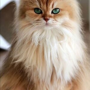 Kedi Sağlık ve Bakım Ürünleri